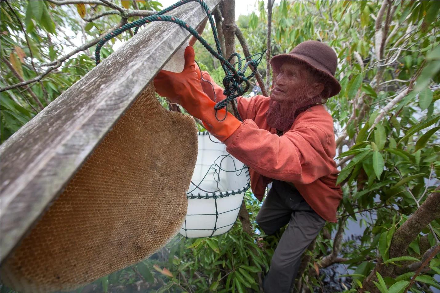 Mengurangi Emisi Karbon Melalui Pengelolaan Hutan yang Berkelanjutan